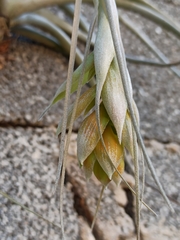 Tillandsia pohliana