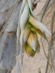 Tillandsia pohliana