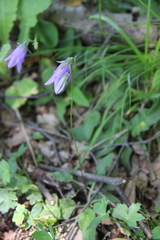 Campanula collina