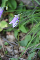Campanula collina