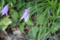 Campanula collina