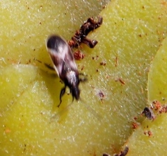 Oxycarenus