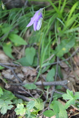 Campanula collina