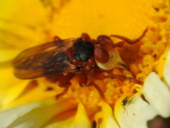 Myopa dorsalis