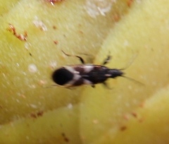 Oxycarenus