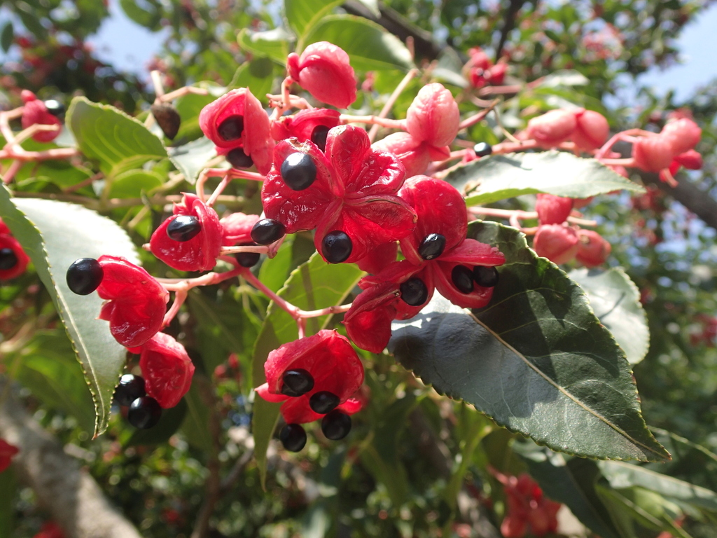 Bladdernuts