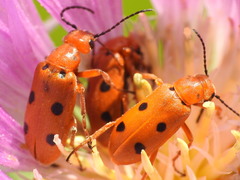 Leptopalpus rostratus