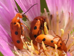 Leptopalpus rostratus