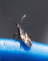 Oxycarenus