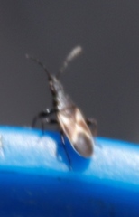 Oxycarenus