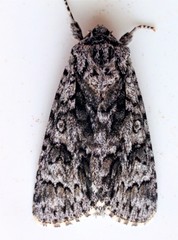 Acronicta impressa