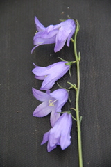 Campanula collina