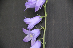 Campanula collina