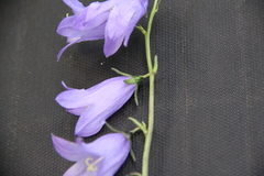 Campanula collina