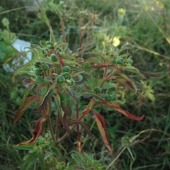 Euphorbia cuphosperma