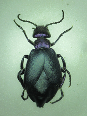 Meloe decorus