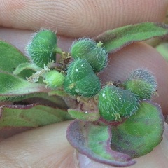 Euphorbia cuphosperma