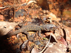 Lepidophyma flavimaculatum