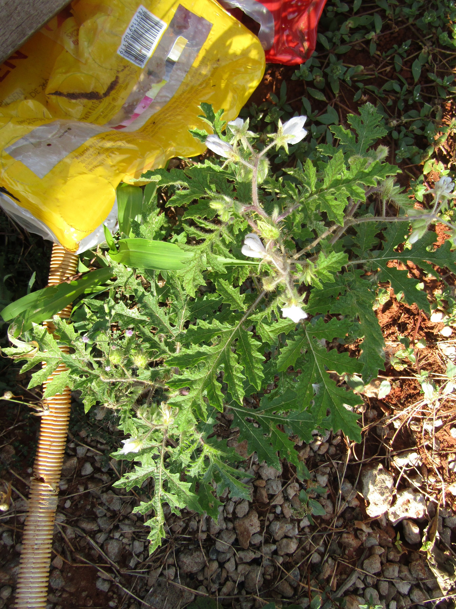 Solanum sisymbriifolium