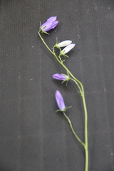 Campanula collina