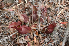 Sarracenia purpurea venosa