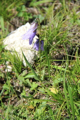 Campanula collina