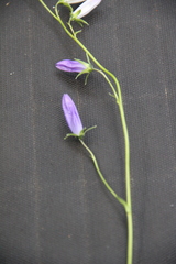 Campanula collina