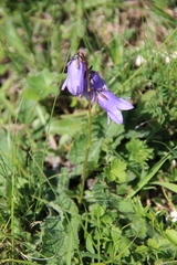 Campanula collina