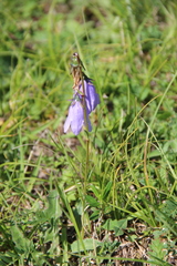 Campanula collina