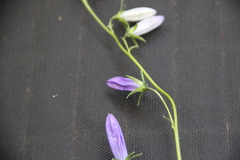 Campanula collina
