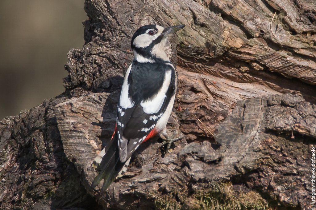 Foto de Great Spotted Woodpecker
