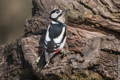 Great Spotted Woodpecker photo 3