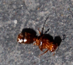 Tetramorium capense