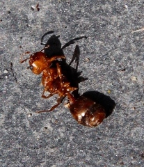 Tetramorium capense