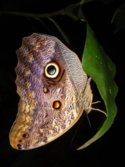 Caligo brasiliensis