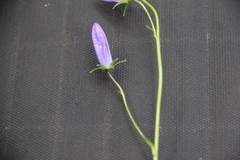 Campanula collina