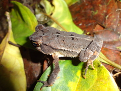 Incilius leucomyos