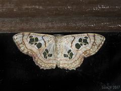 Scopula cuneilinea