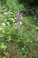 Campanula rapunculoides cordifolia