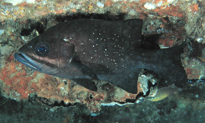 Lampfish