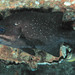 Perca Marina de Cueva - Photo (c) FishWise Professional, algunos derechos reservados (CC BY-NC-SA)