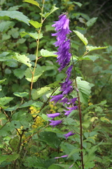 Campanula rapunculoides cordifolia