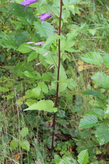 Campanula rapunculoides cordifolia