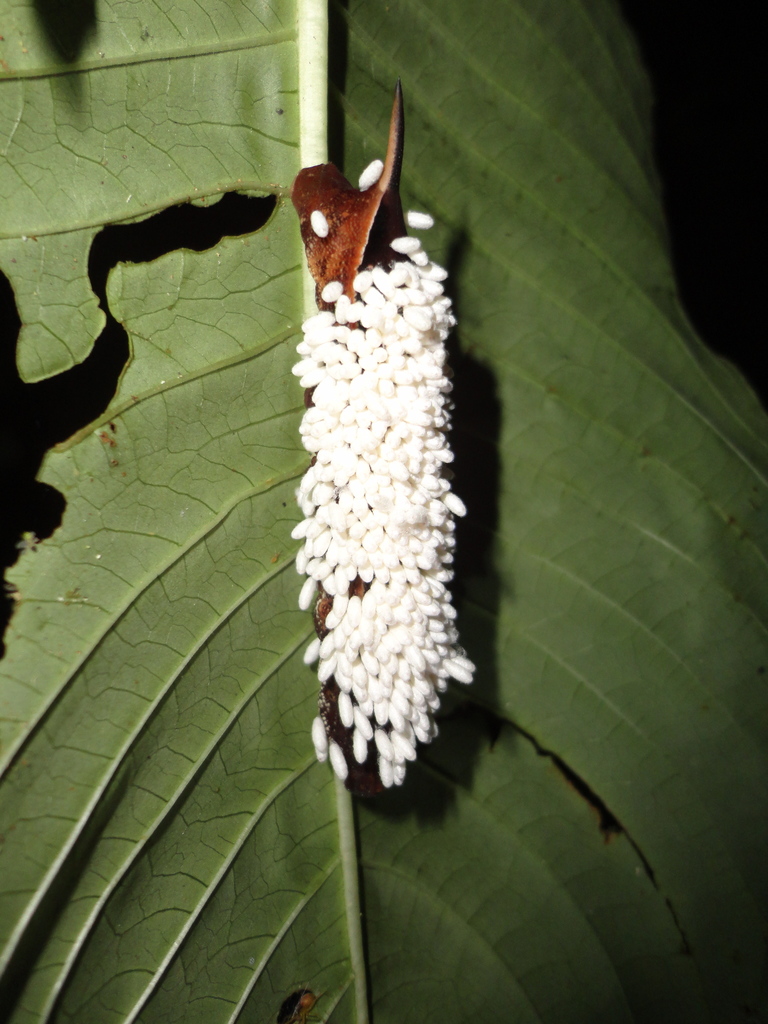 Hornworm Parasitoid Wasp from El Porvenir, Honduras on January 7, 2012 ...