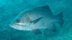 Lampfish photo 2