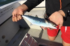 Scomberomorus maculatus