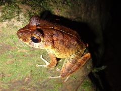 Craugastor aurilegulus