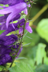 Campanula rapunculoides cordifolia