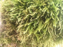 Brachythecium laetum