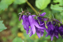 Campanula rapunculoides cordifolia